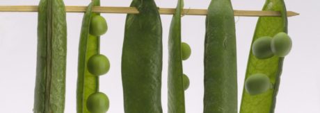 Dlaczego warto jeść warzywa strączkowe?